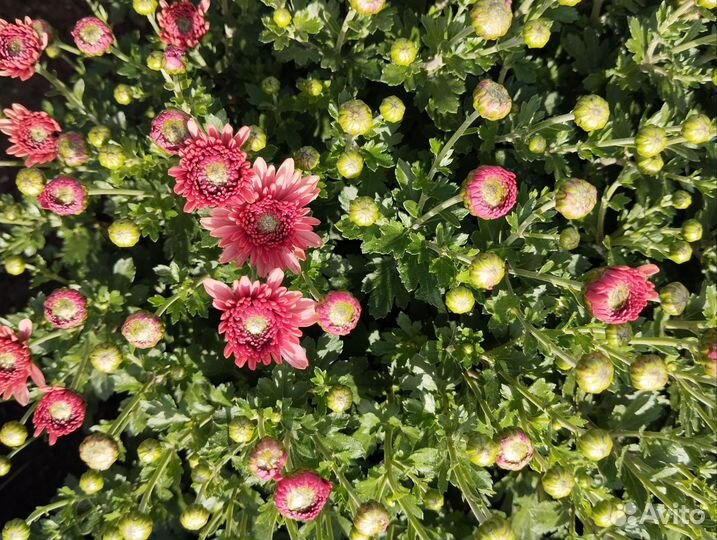 Хризантемы мультифлора