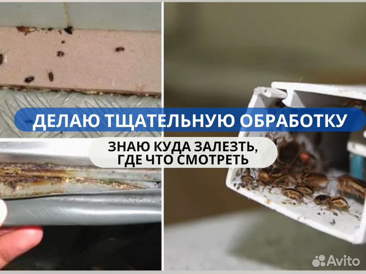 Уничтожение клопов травить тараканов Дезинфекция