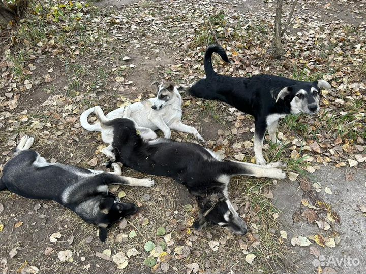 Собаки в добрые руки
