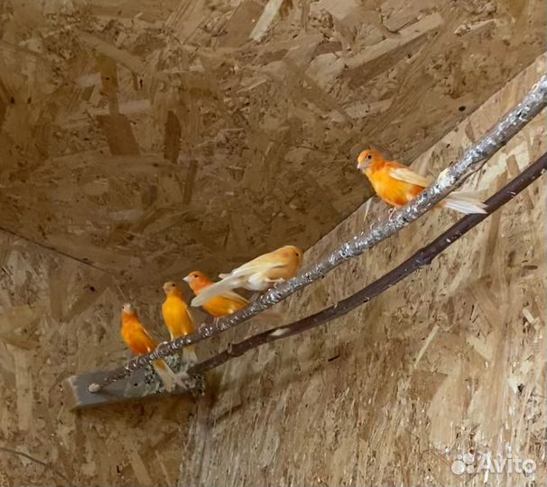 Кенары певчие