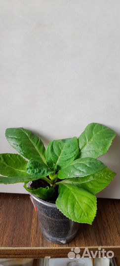 Комнатные цветы