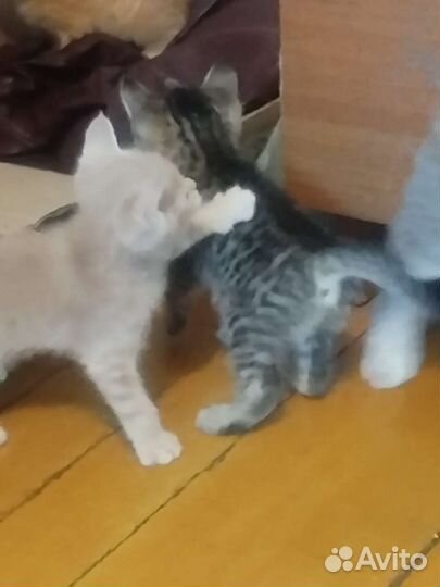 Котятки в добрые руки
