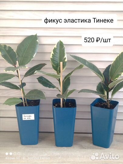 Фикус Триангулярис Вайт Марджин. Тинеке