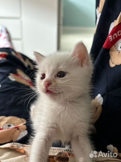 Котенок мальчик белый