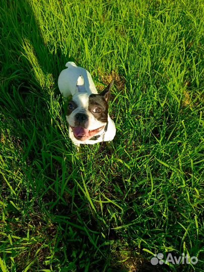 Французский бульдог
