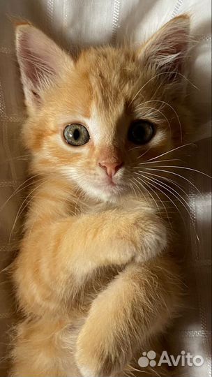 Рыжие котята