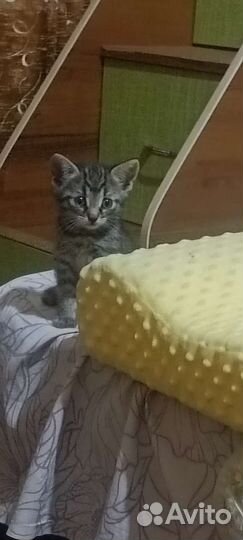 Котята в добрые руки бесплатно