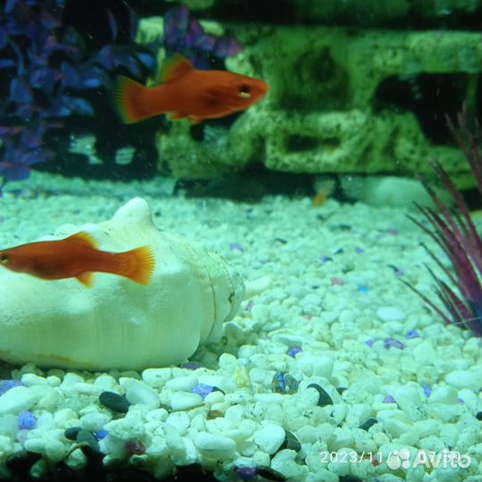 Аквариумные рыбки