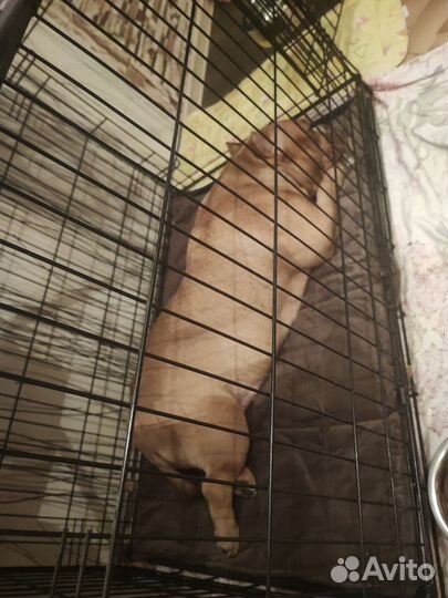 Продам собаку американский булли