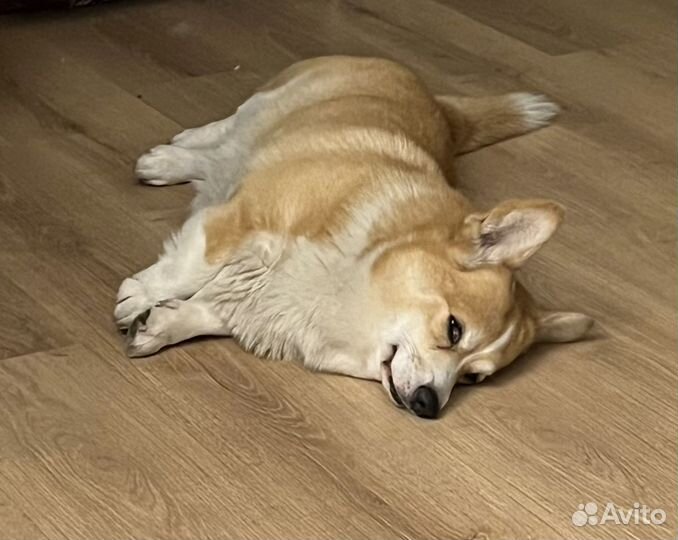 Вельш-корги вязка