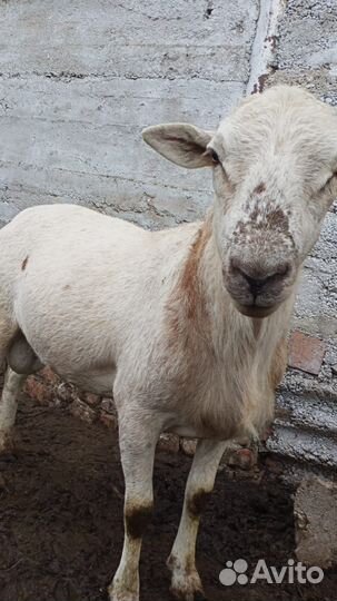 Катумские бараны