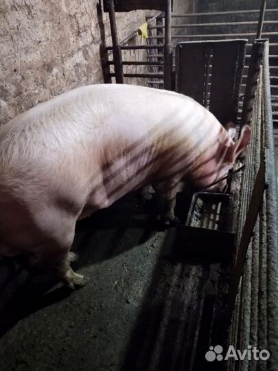 Хряк порода ландрас