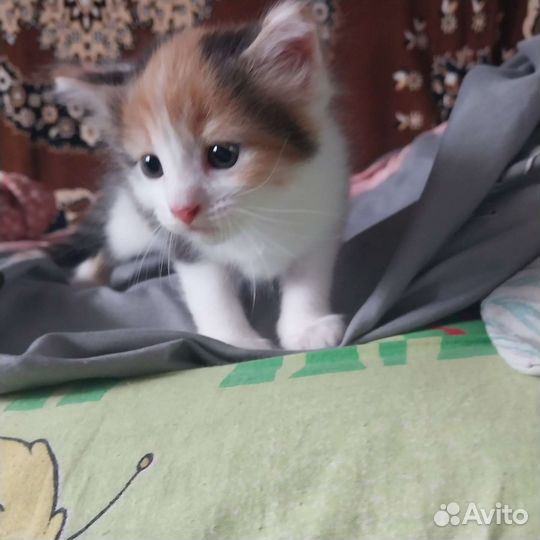 Кошка