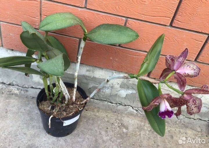 Орхидея каттлея