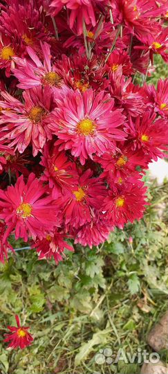 Цветы для сада: хризантема,спирея,эхинацея