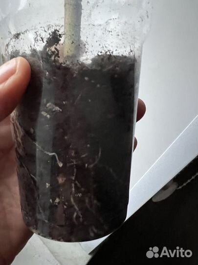 Пеларгония герань Укорененный Стелар