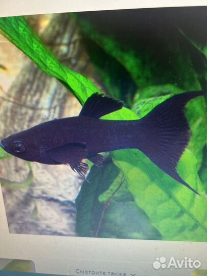 Молинезия дирлхвостовая