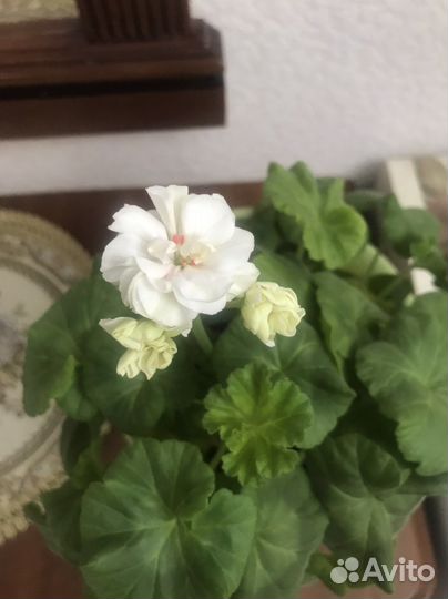 Пеларгония герань Dovepoint