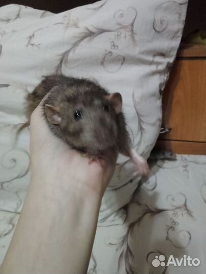 Декоративная крыса дамбо