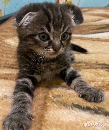 Шотландские котята