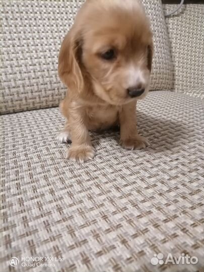 Щенки кокер спаниеля