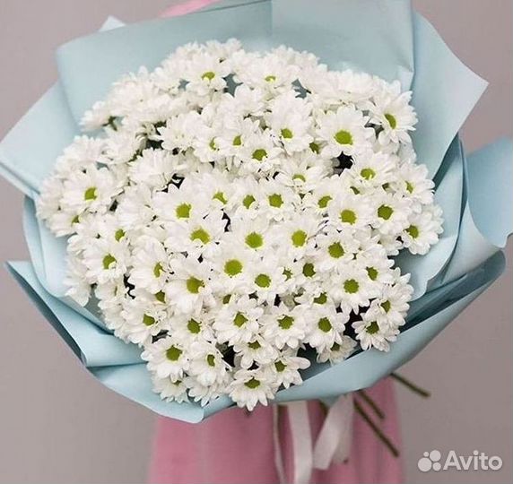 Хризантема Цветы Доставка