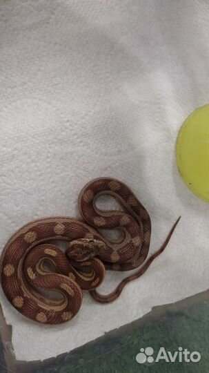 Маисовый полоз