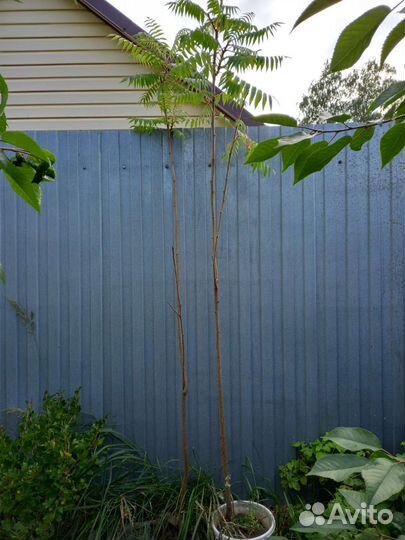 Саженцы сумах оленерогий