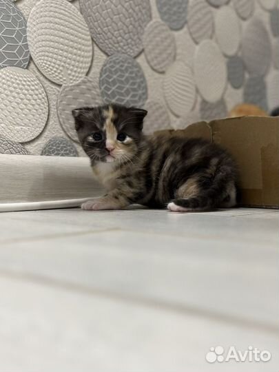 Котята все забронированы