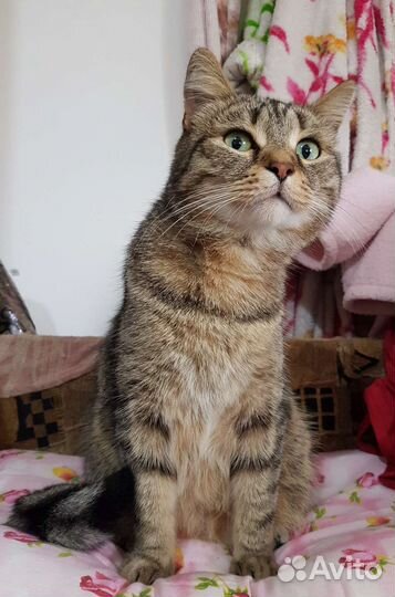 Кошки в добрые руки