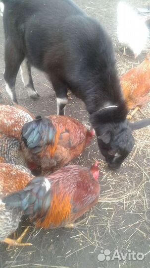 Альпо нубийский козел