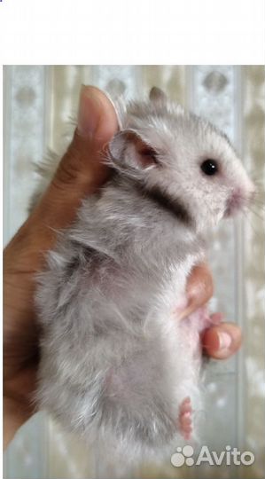 Хомяки голубые шиншилловые, ангорцы сатин