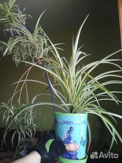 Растение Хлорофитум полосатый очистка воздуха