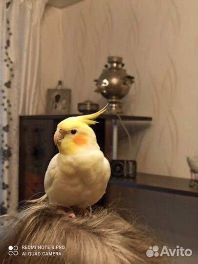 Семья попугаев Корелл с птенцами