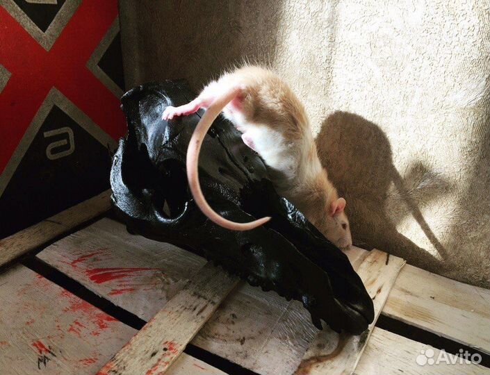 Отдам крысят (чит опис)