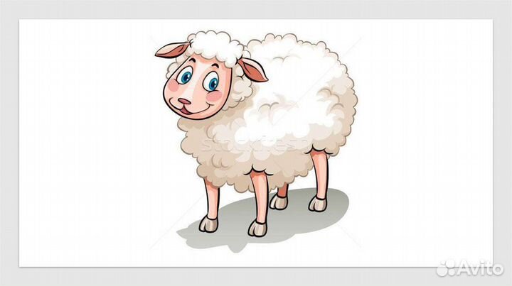 Овцы