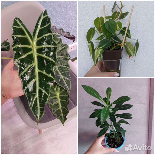 Алоказия, адениум, медиопикта, плющ