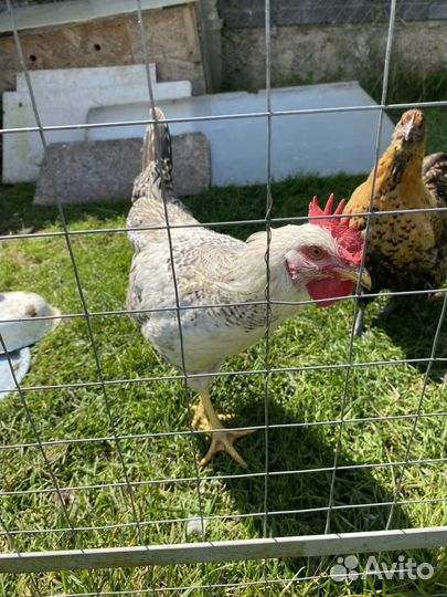 Молодые петухи