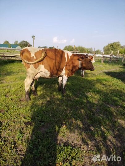 Корова высокоудойная