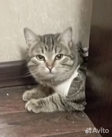 Молодая кошечка