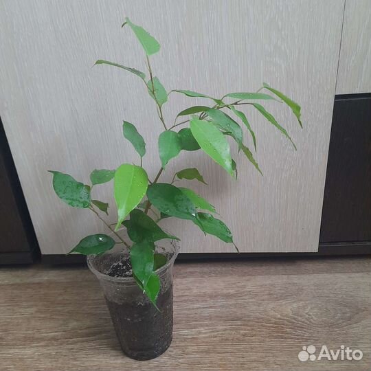 Фикус бенджамина