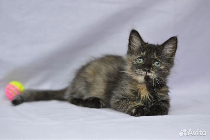 Котёнок девочка