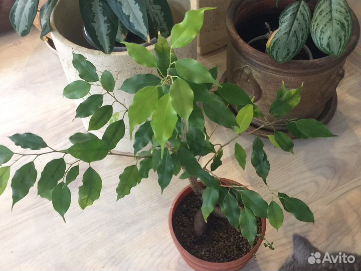 Фикус бенджамина Голден Моник