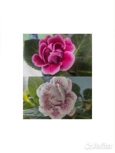 Глоксиния махровая, фиалки