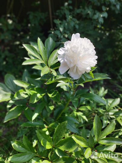 Пионы сортовые саженцы Сара Бернар, белые