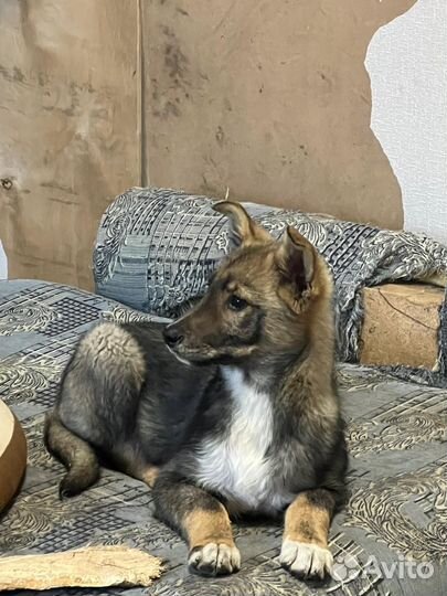 Джордж ищет дом
