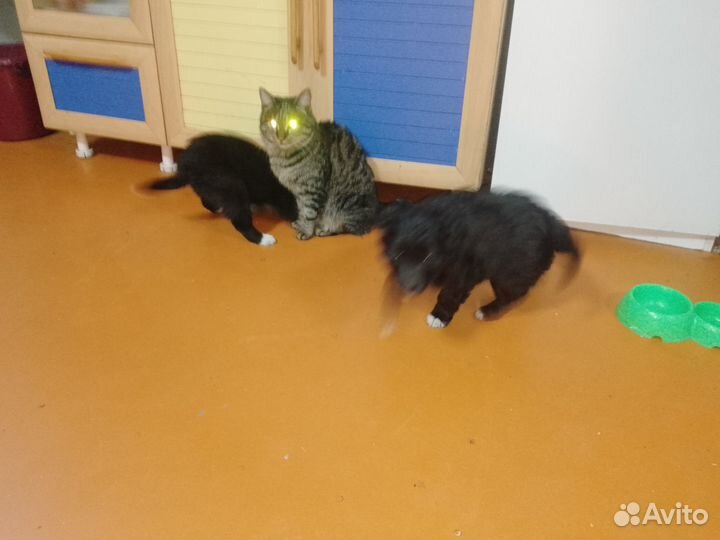 Отдам в добрые руки щенков