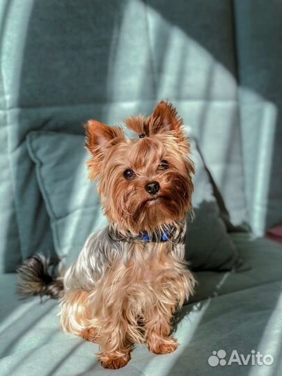 Йокширский терьер вязка родился в Стерлитамаке