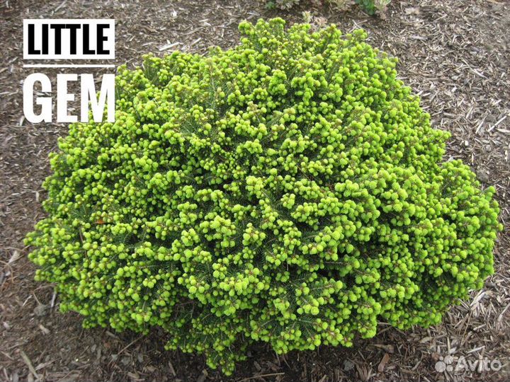 Подушковидные ели