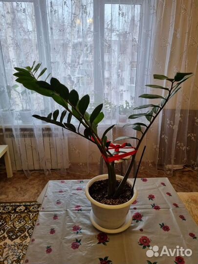 Замиокулькас